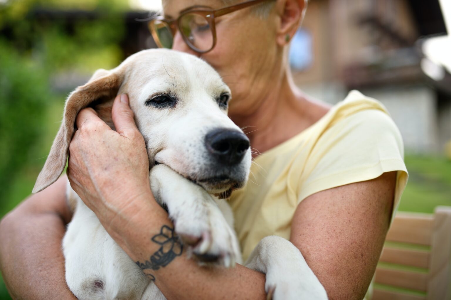 Los Mejores Seguros Para Mascotas En M Xico Cuidado Mascota