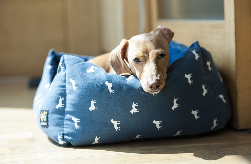 camas para perros en amazon
