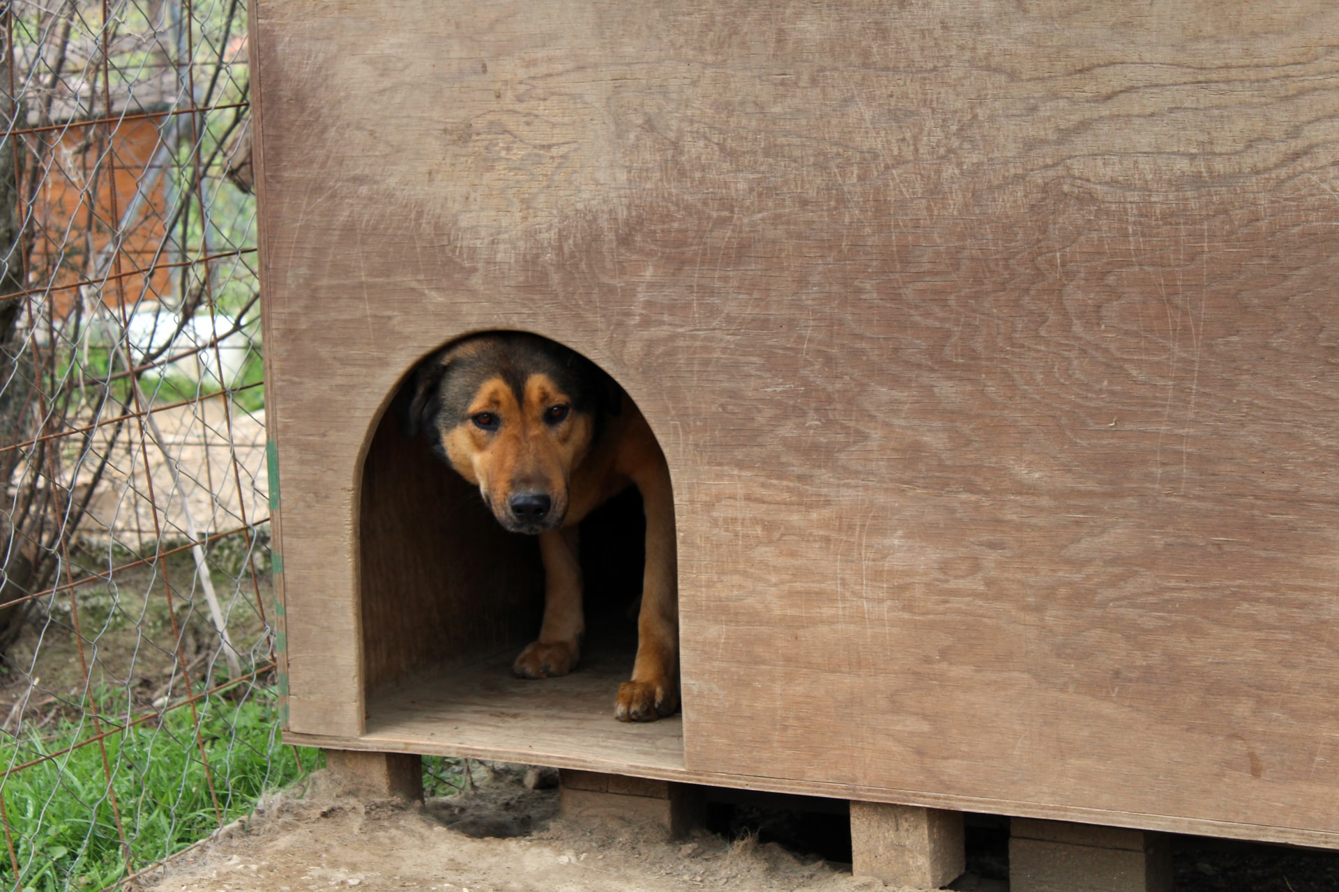 Casas para perros caseras