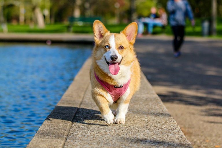 Mejores pecheras para perros