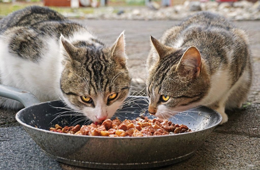 Comida para gatos casera