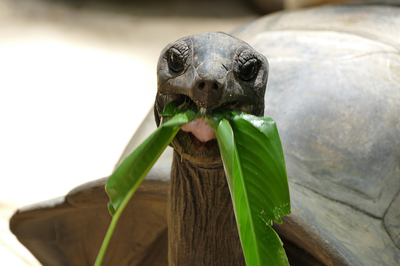 comida para tortugas amazon