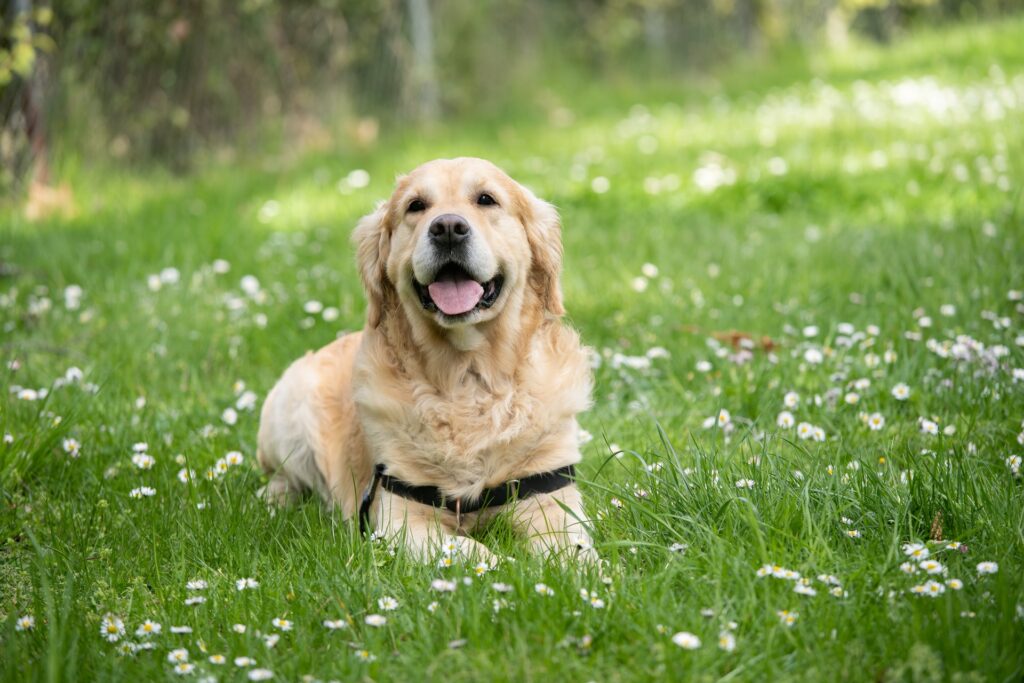 comida para perros hills