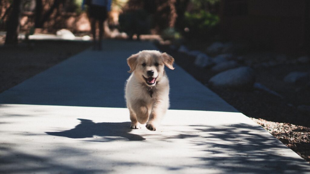 dog chow cachorro