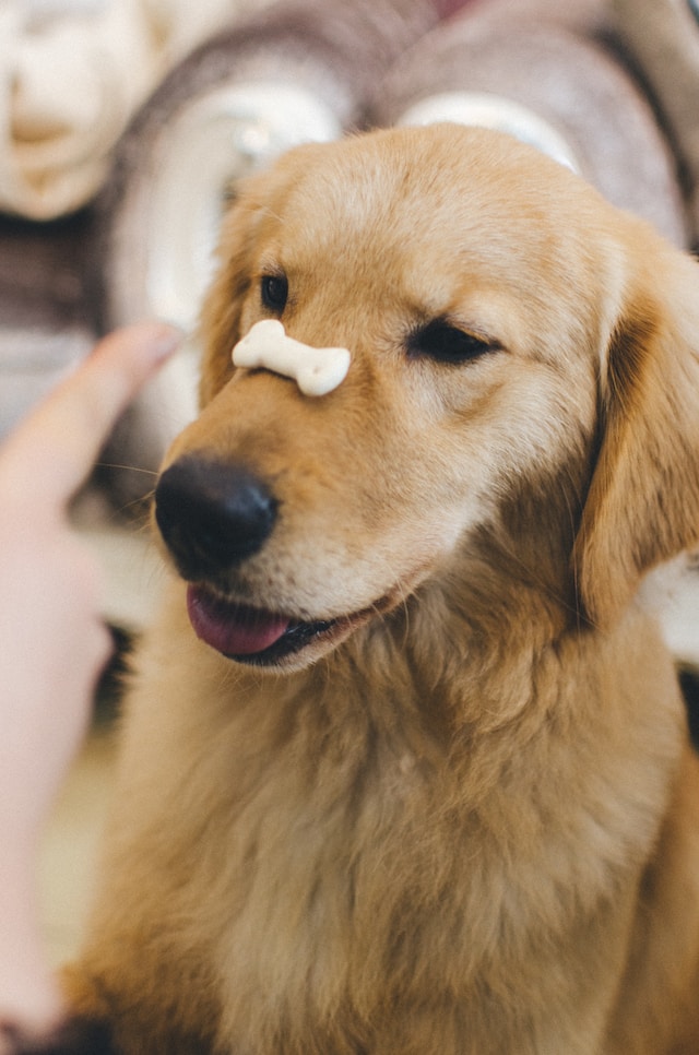 croquetas dog chow