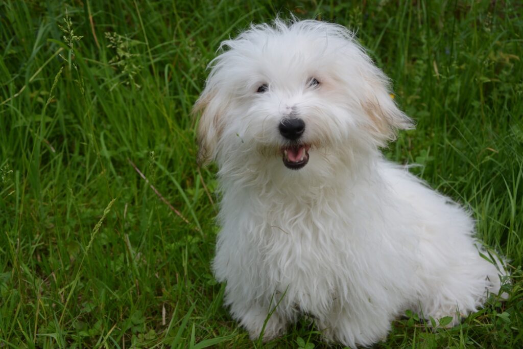 razas de perros pequeños y peludos blancos