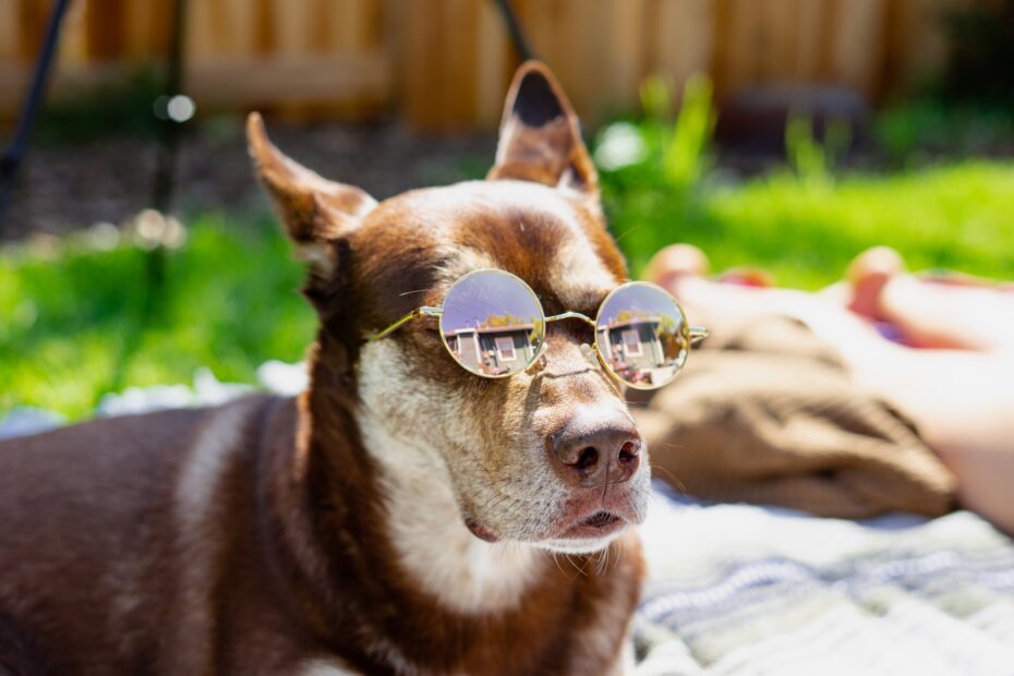 lentes para perro