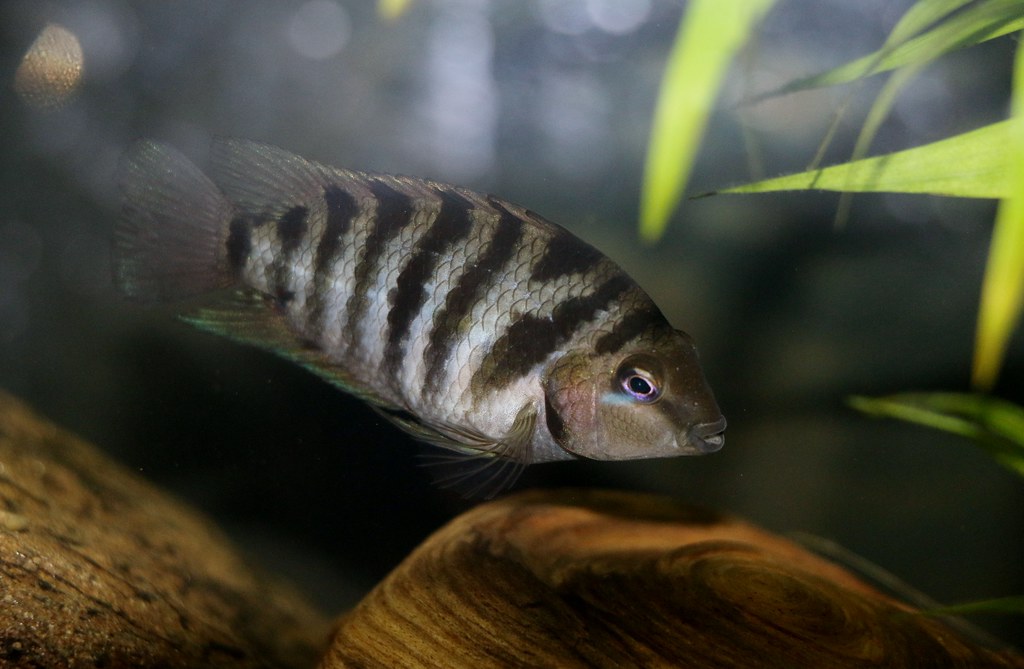 peces de agua dulce que pueden estar juntos