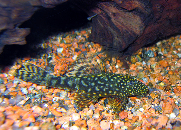 peces de agua dulce para acuario compatibles