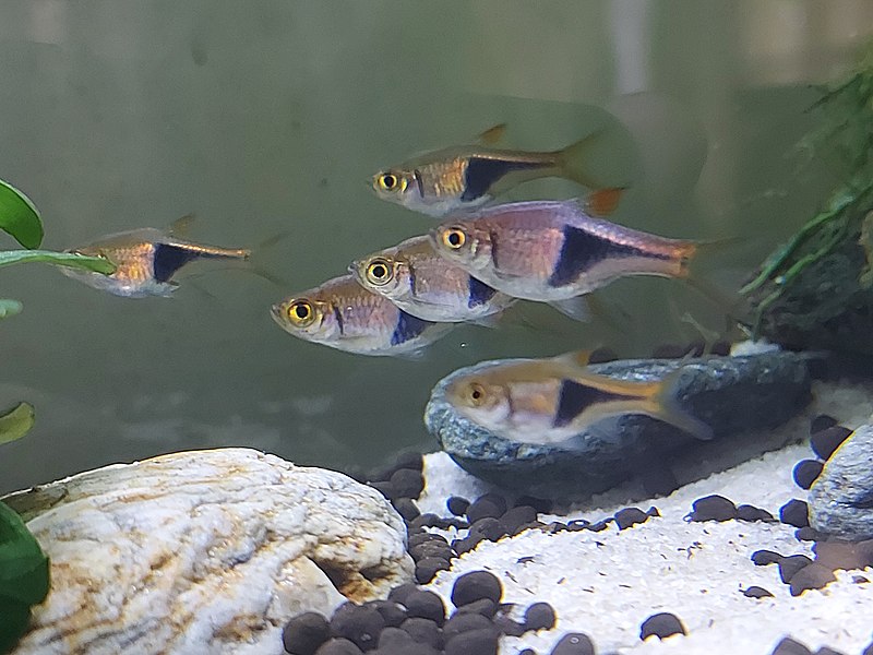 peces de agua dulce para principiantes