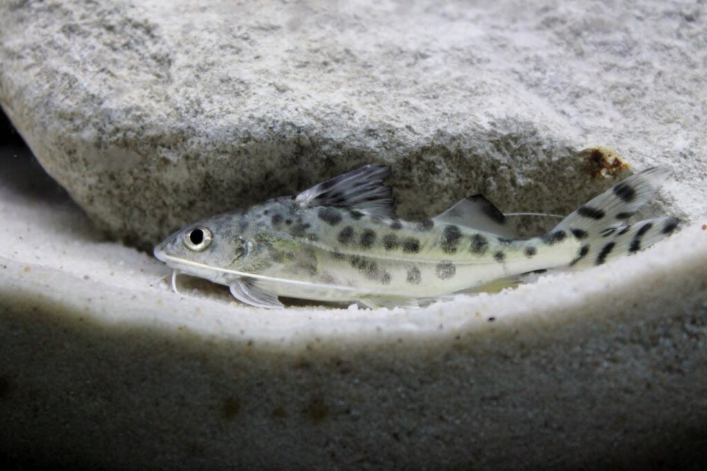 peces de agua dulce para pecera pequeña