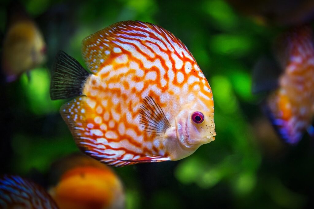 peces de agua dulce que pueden convivir juntos