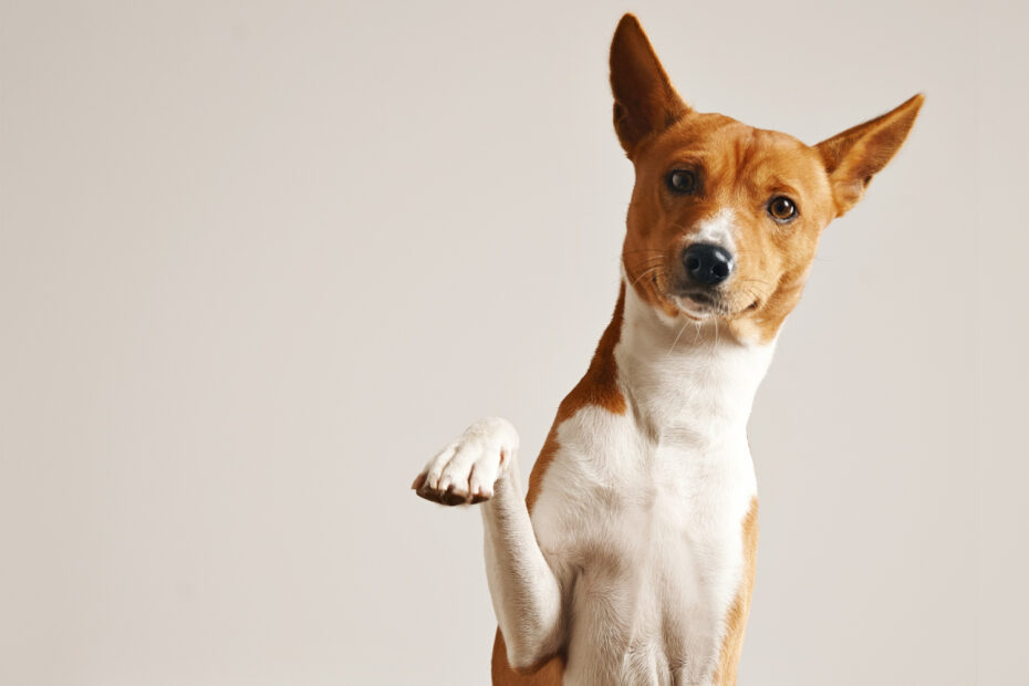 cuidado de las patitas de perro