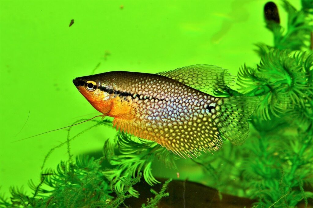 peces de agua dulce para tener en un acuario