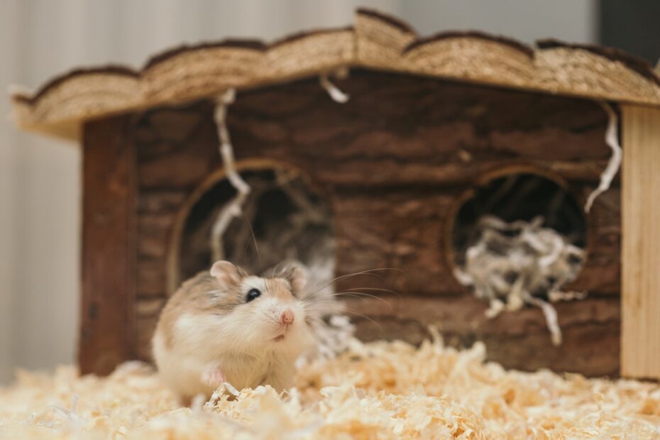 accesorios jaulas para hamster