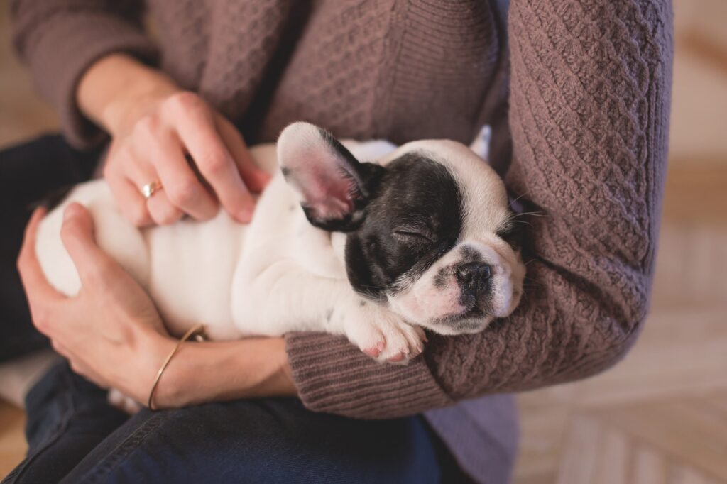 cuidado de las patas de los perros