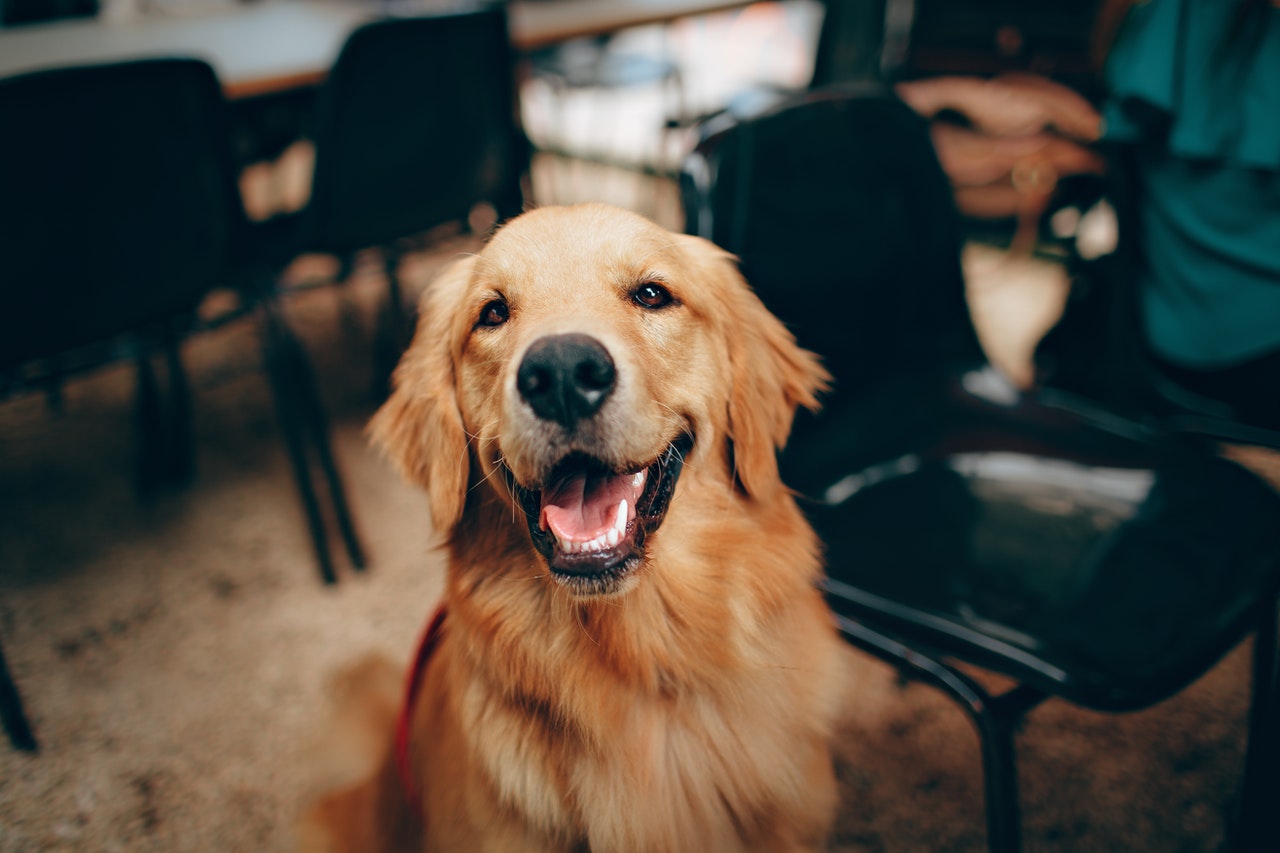 son seguros los rollos de cuero sin curtir para perros