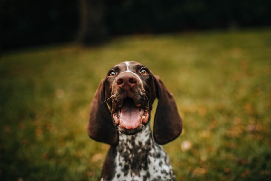 como entrenar perro adulto