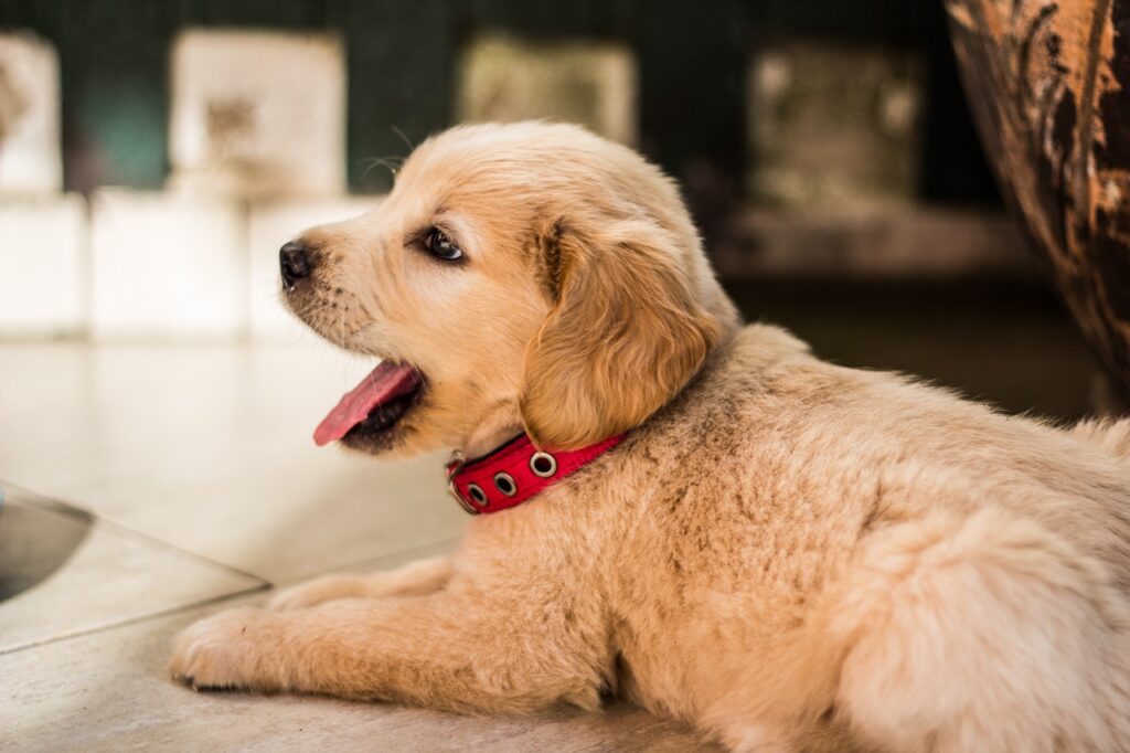 cuero crudo para perros