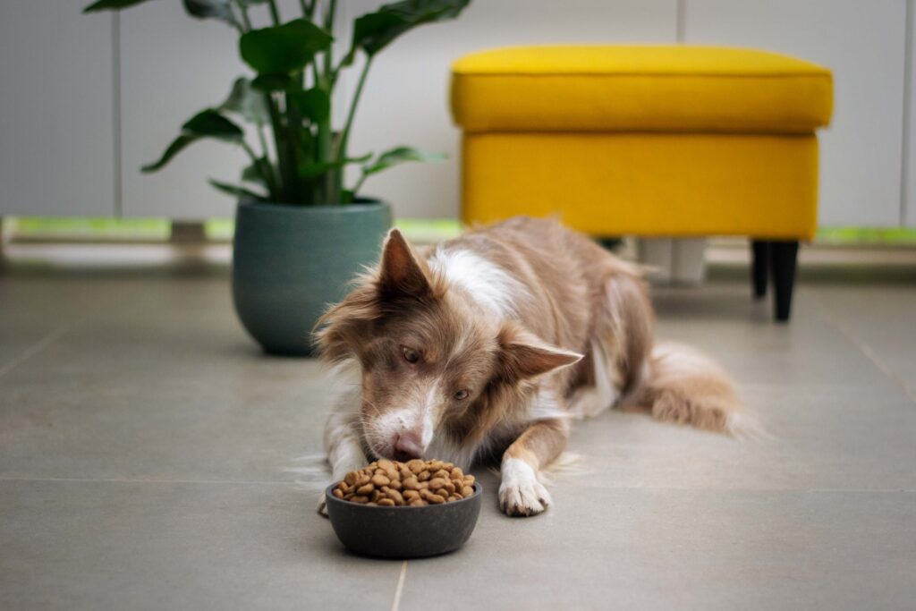 comida para perros más saludable