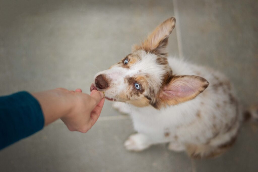 comida para perros más saludable