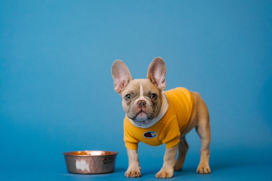 comida para perros