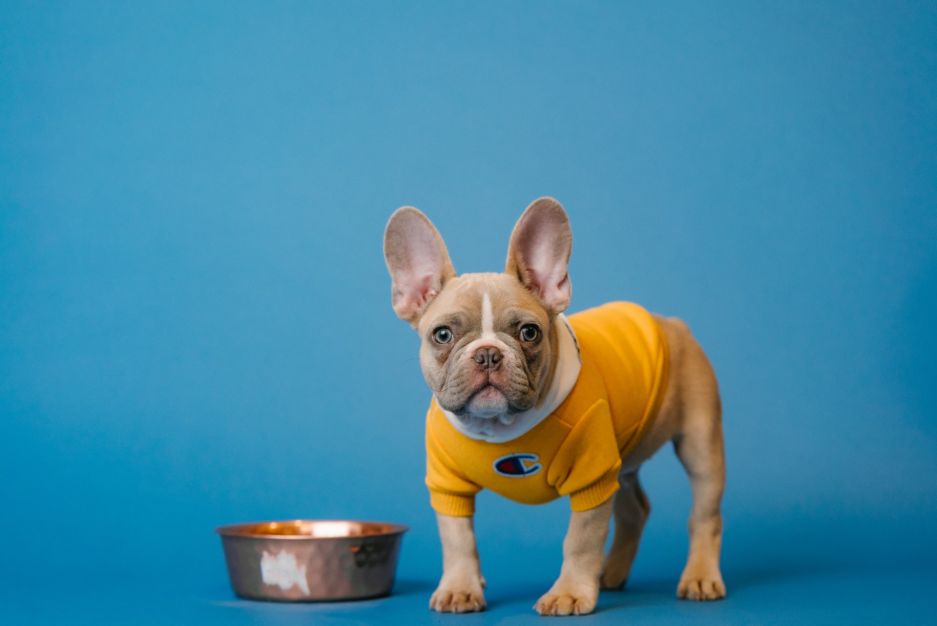 es mejor la croqueta o la comida cruda para los perros