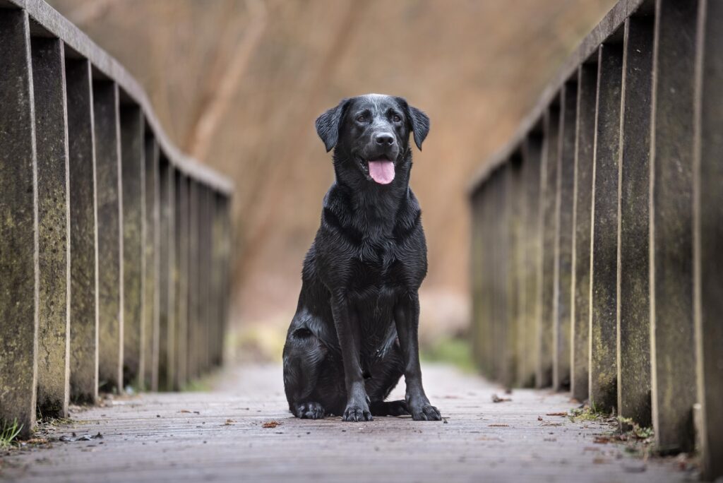 alimento para labrador