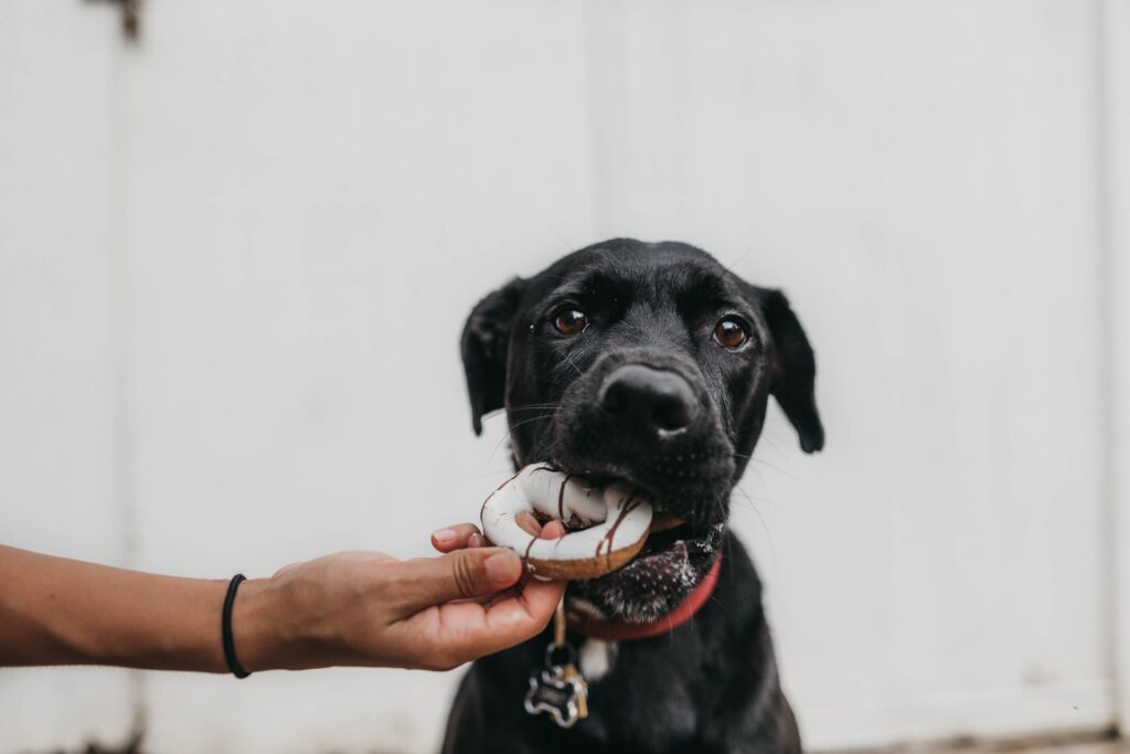 que comida de humanos pueden comer los perros