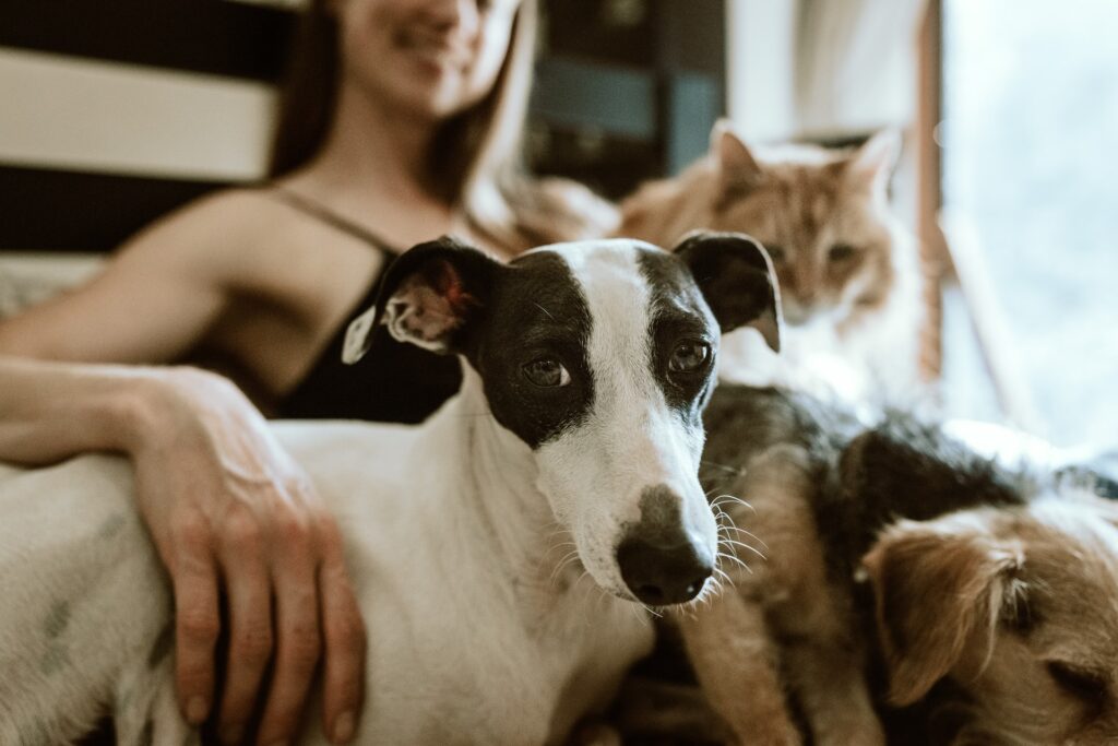 las mascotas en el hogar