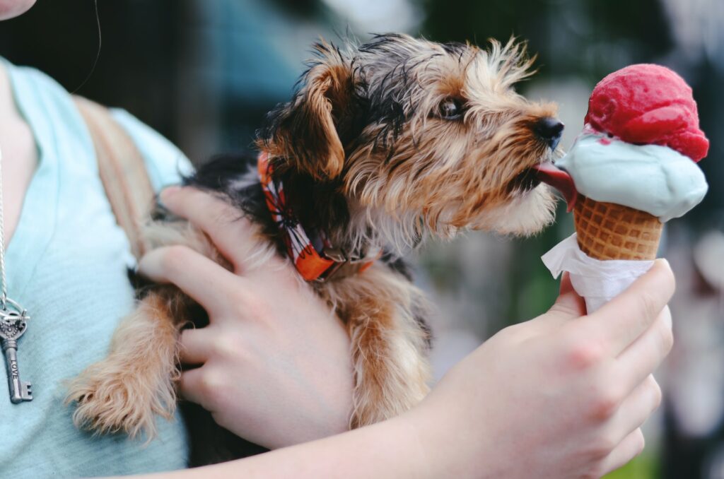 Qué comida de humanos se le puede dar a los perros