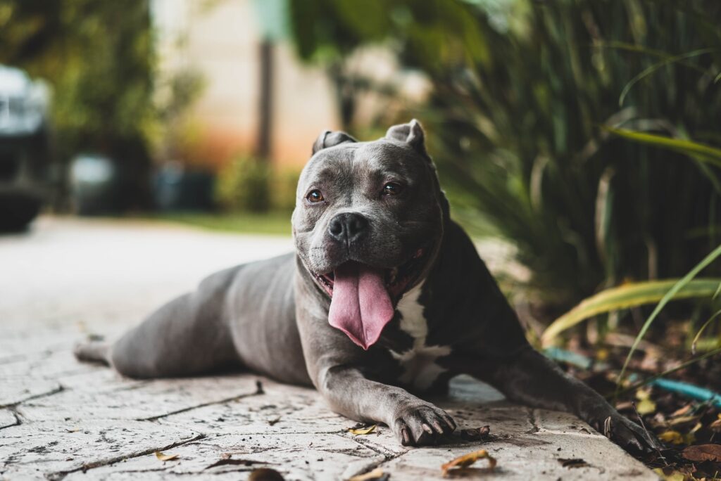 alimento con salmon para perros