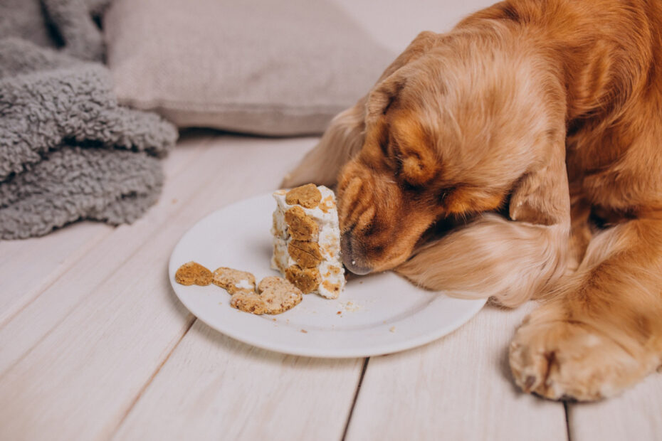 comida perro