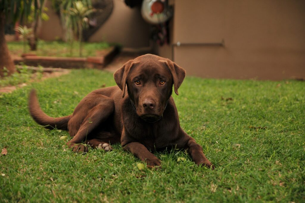 alimento para perros labradores