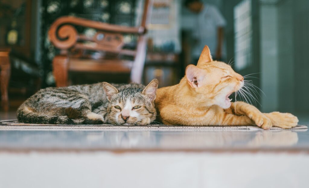 los gatos comer alimento para perros