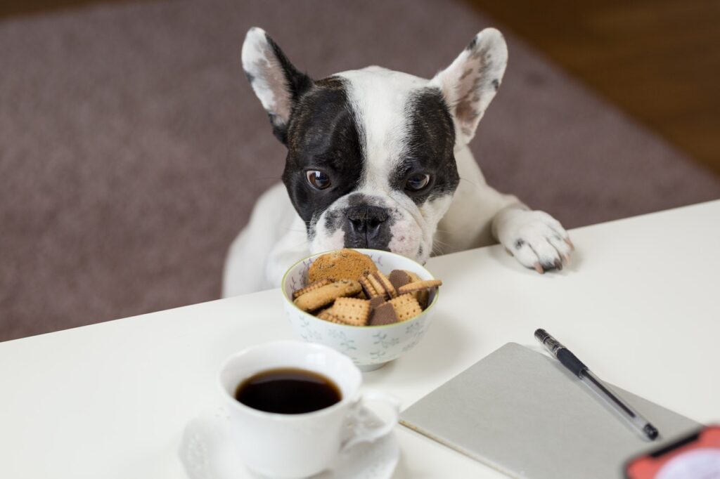 qué alimentos humanos pueden comer los perros