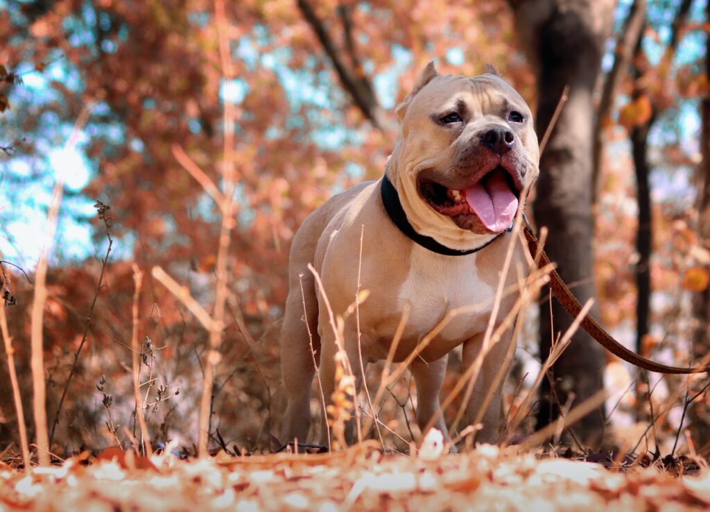 comida para pitbull