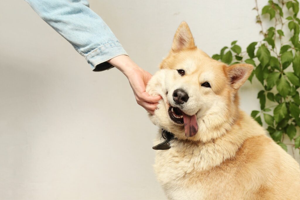 calabaza en perros
