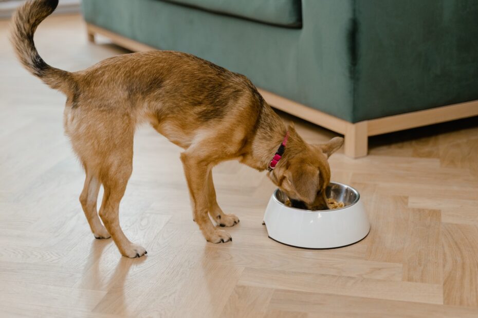 Comida para perros con anemia