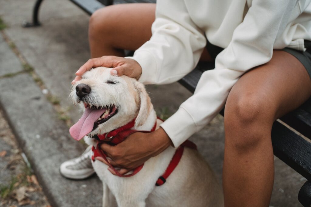 los perros tienen gusto