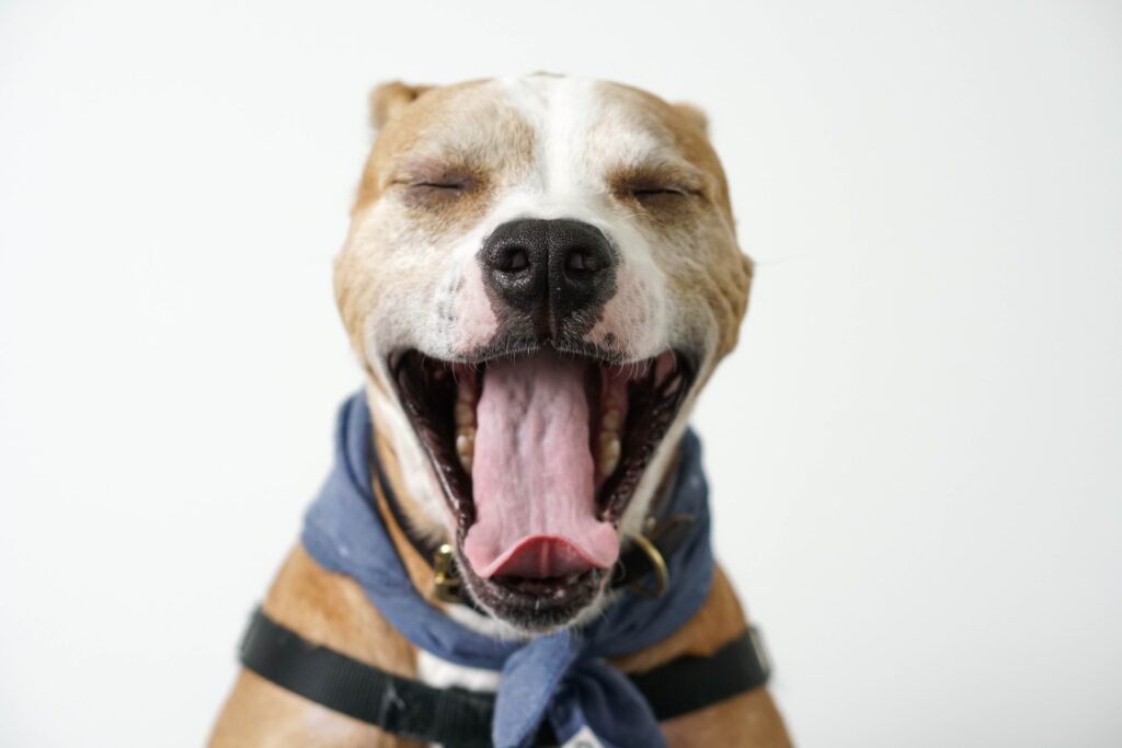 comida con salmon para perros