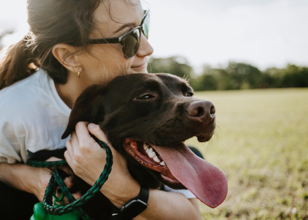 comida para perros labradores