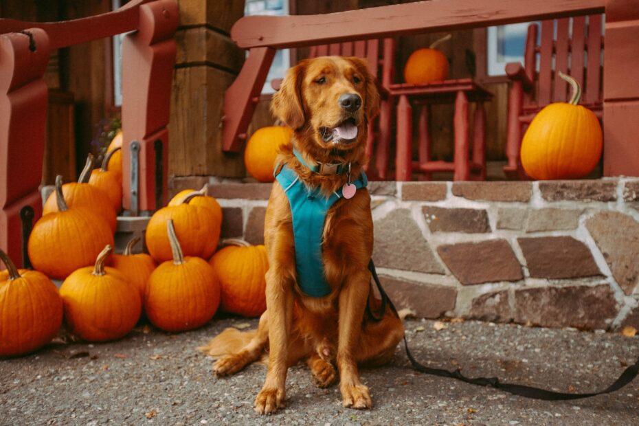 calabaza en comida para perros