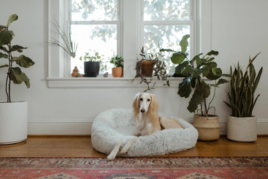 como evitar que mi perro destruya su cama