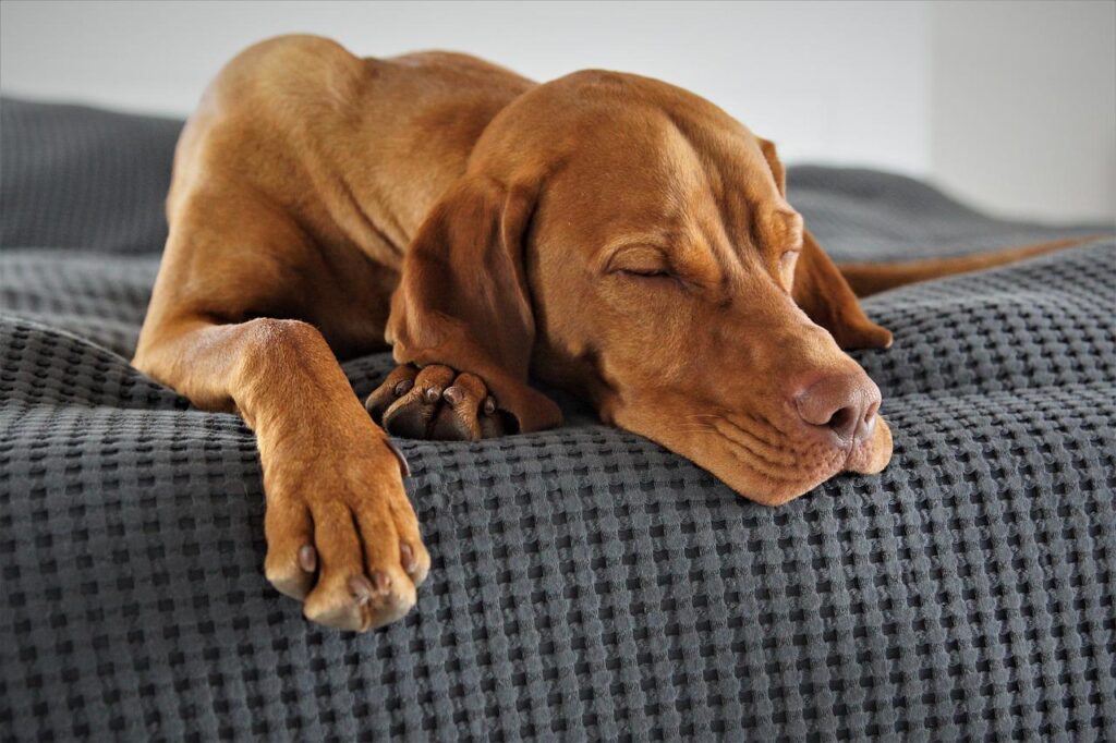 cama ortopédica para perros