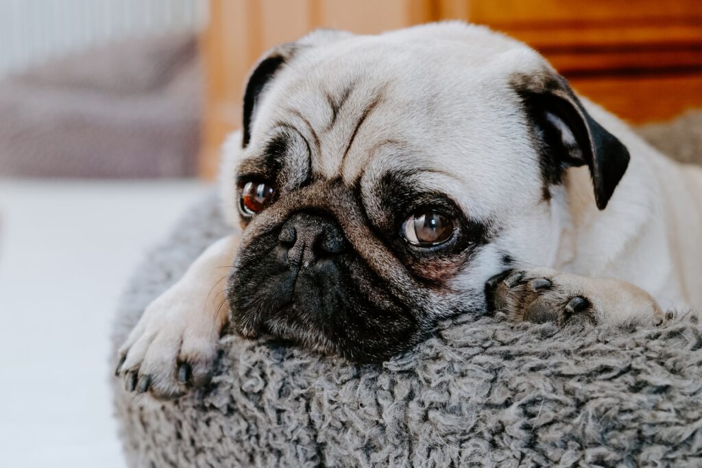 camas para perros con incontinencia