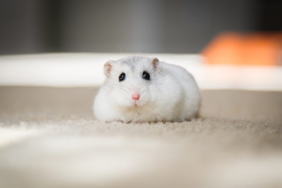 diferencia entre conejillo de indias y hamster