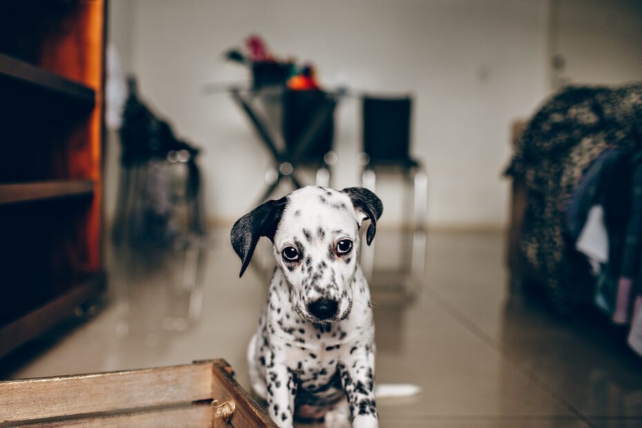 comida para perros con enfermedad rena