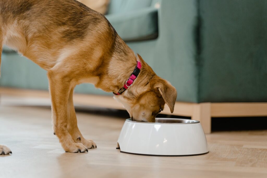 Receta de comida casera con carne para perros