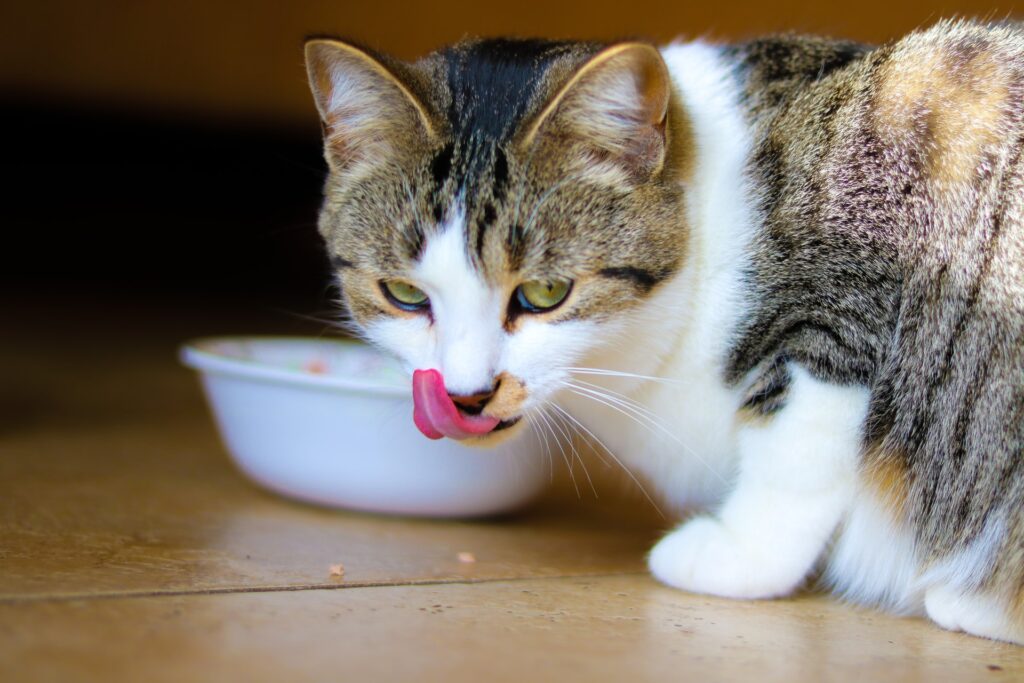 los gatos pueden comer alimento de perros